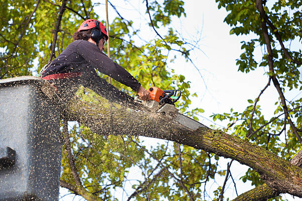 Best Local Tree Services  in Big Lake, WA